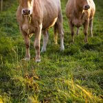 17662058 – cows grazing on a lovely green pasture
