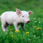 38879181 – young pig on a spring green grass